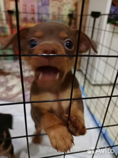 Той-терьер щенки