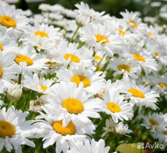 Ромашка садовая многолетняя. Саженцы