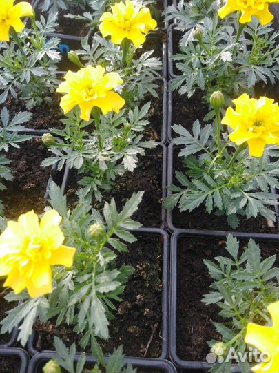 Рассада однолетних цветов