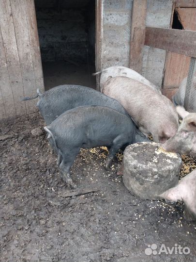 Поросенок Крупная чёрная