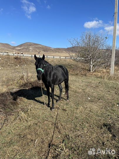 Продается жеребец