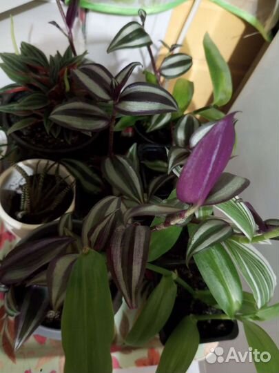 Традесканции