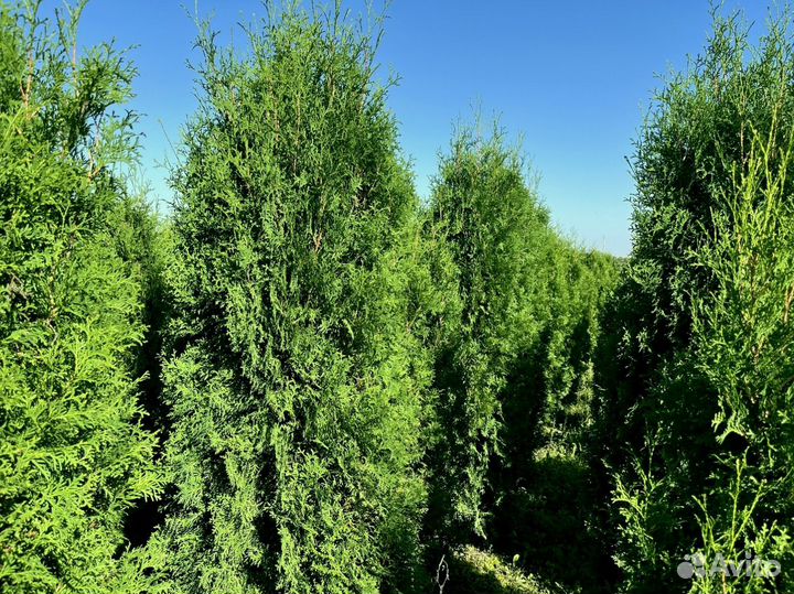 Туя пирамидальная 187см