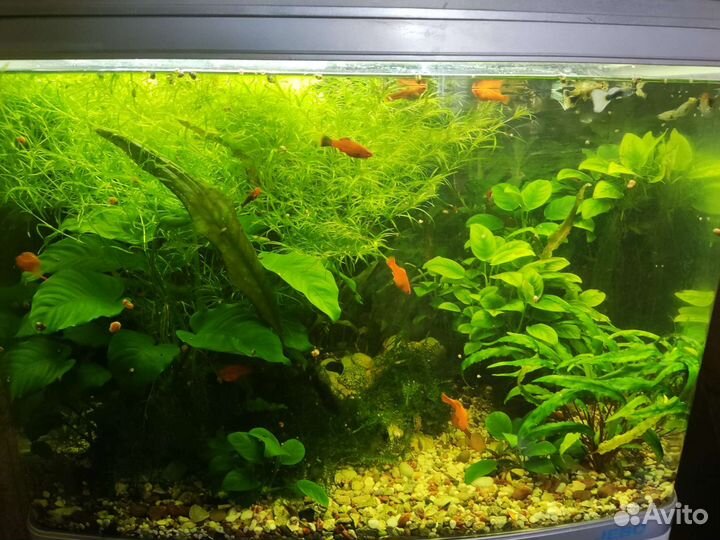 Аквариумные растения анубиас