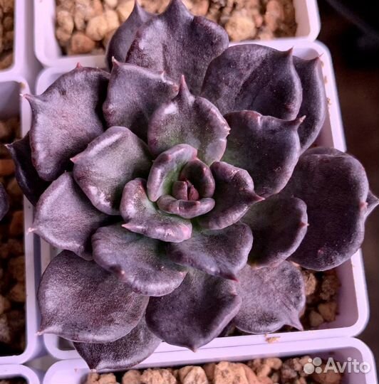 Echeveria Super Bowl