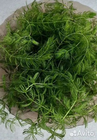 Аквариумное растение Роголистник пучком