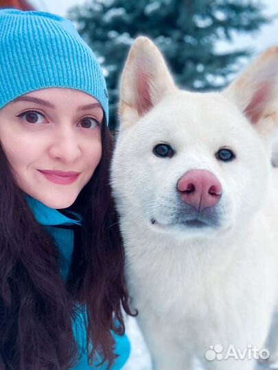 Акита-Ину щенки