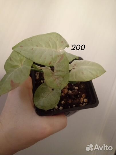 Сингониум милк конфети