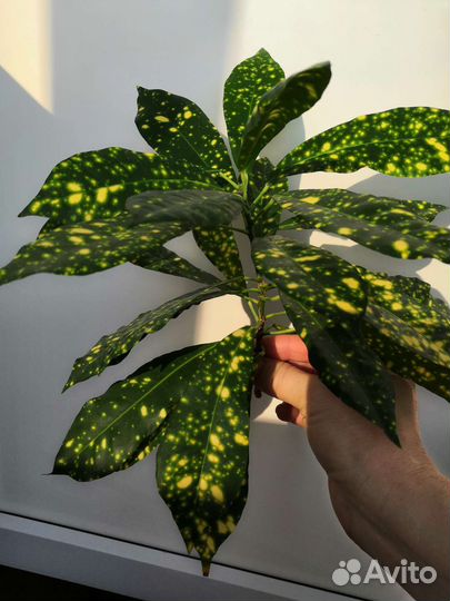 Кодиеум, несколько видов