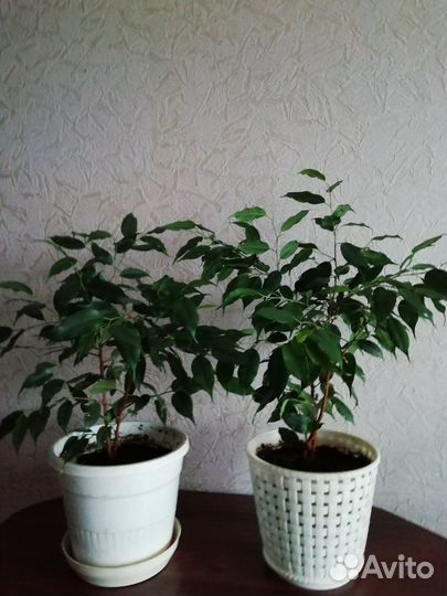 Фикус бенджамина