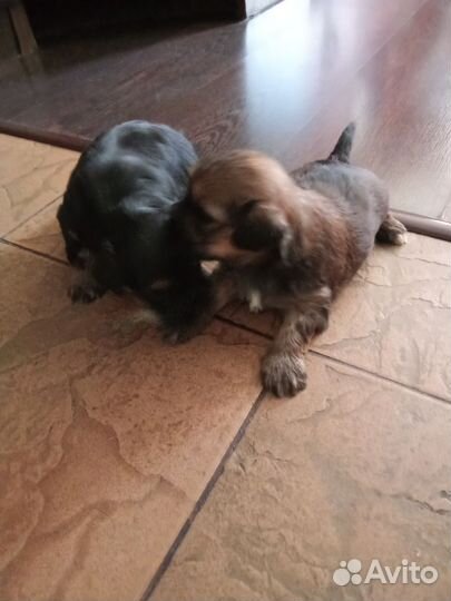 Щеночки мини шитпу