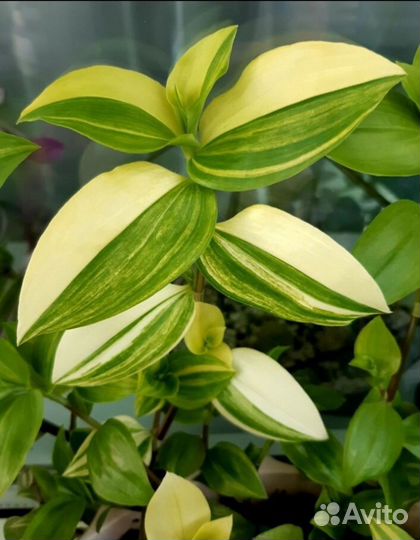 Традесканция Радужный холм / Квадриколор