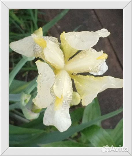 Садовые цветы и растения