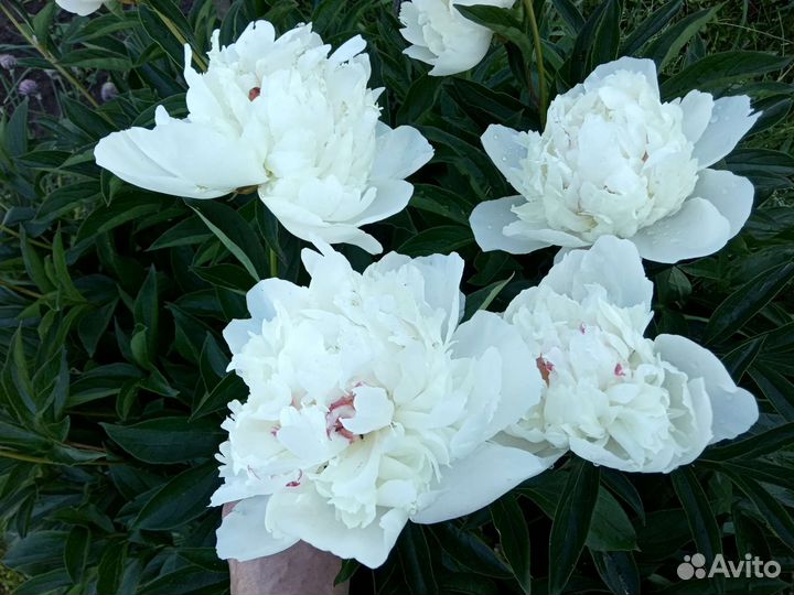 Пион белый, многолетники, для горки