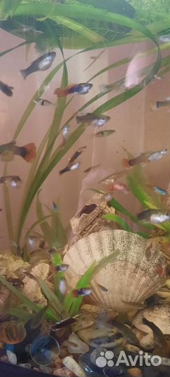 Аквариумные рыбки гуппи