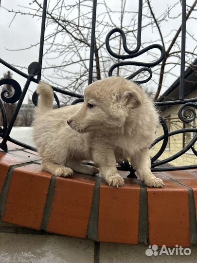 Белоснежка