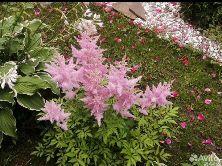 Хоста, астильба, хвойники