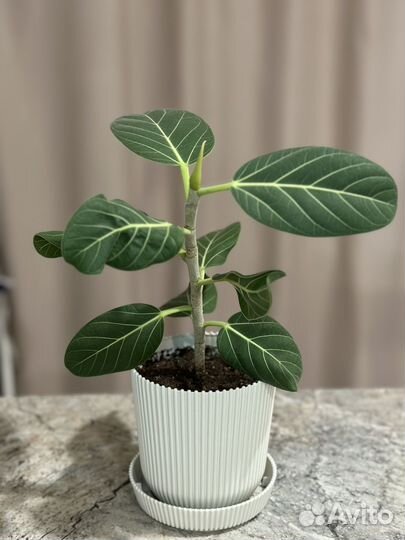 Фикус бенгальский