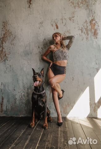 Доберман для фотосессии