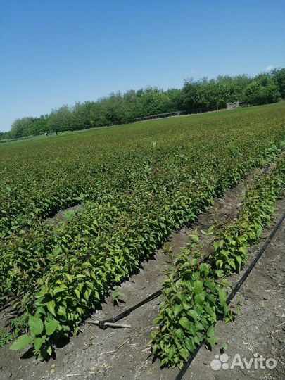 Подвой антипка, есть объём