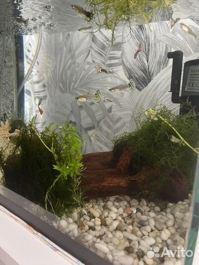 Рыбки гуппи