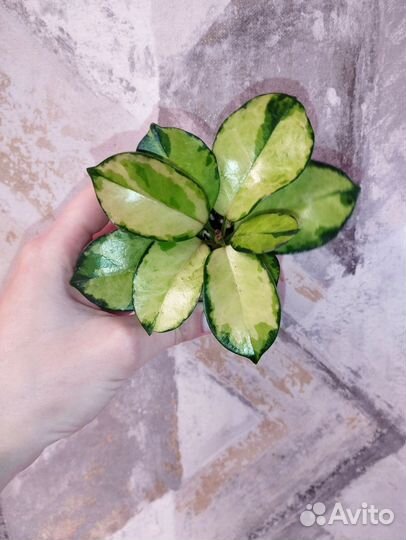 Хойя лиза