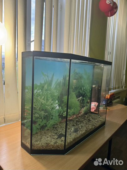 Аквариум