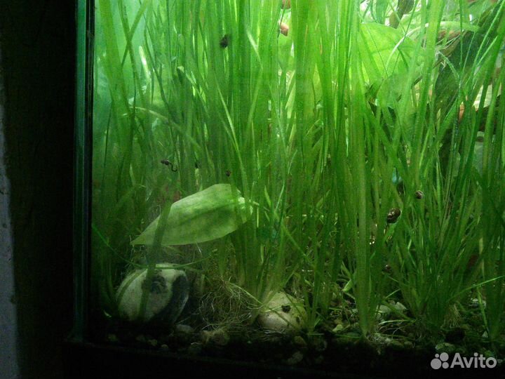 Аквариумные растения