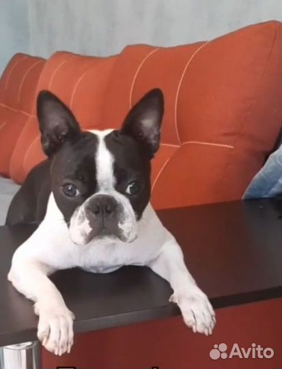 Выгул собак