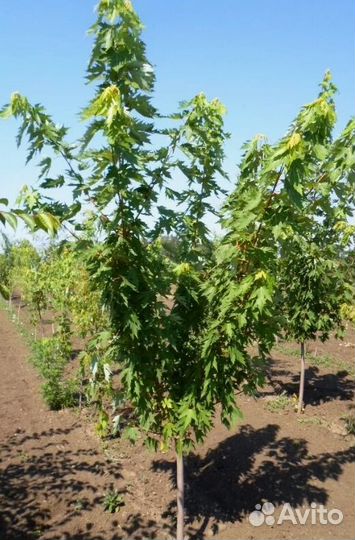 Клен саженцы, крупномеры