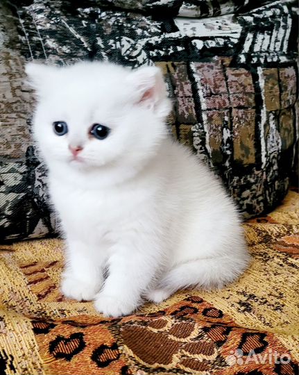 Британский белый котенок