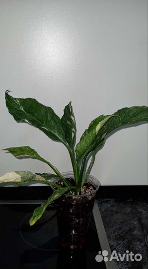 Статифиллум Домино