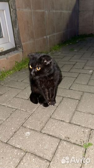 Котята в добрые руки бесплатно