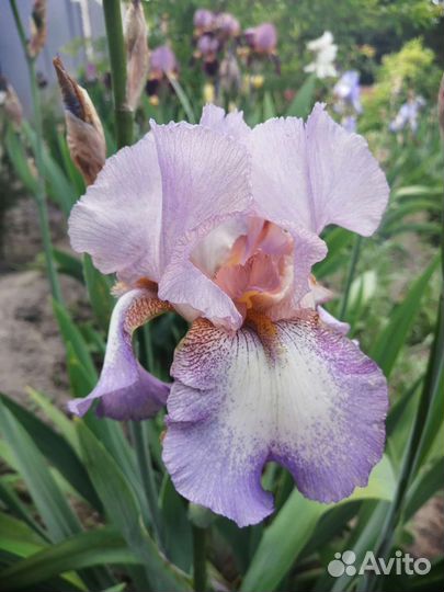 Ирисы сотовые более 30 видов