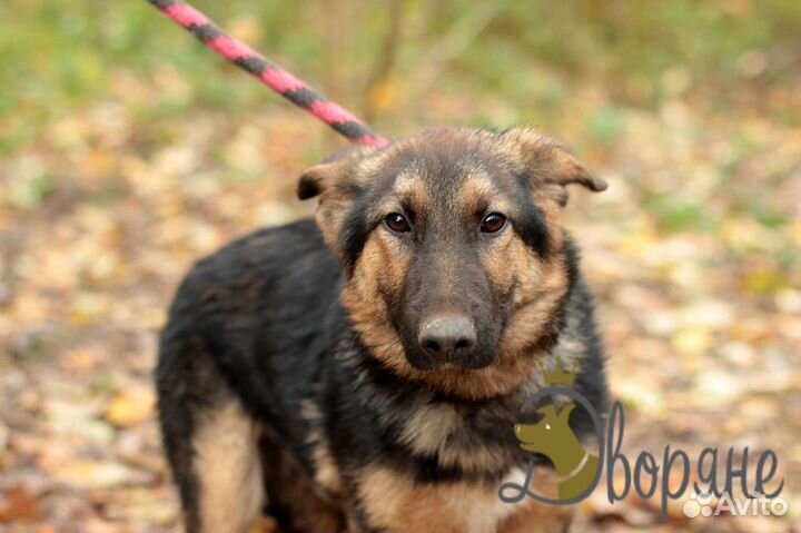 Чипай - песик в самые заботливые руки