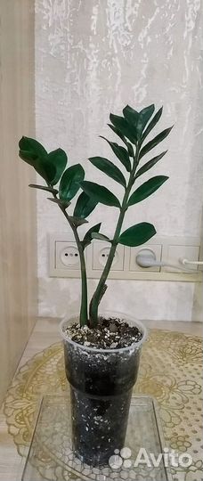 Замиокулькас