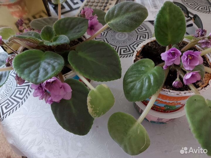 Фиалка сиреневая и синяя