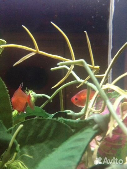 Аквариумные рыбки