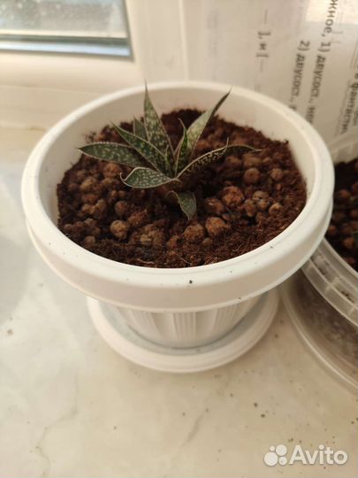 Суккуленты хавортия