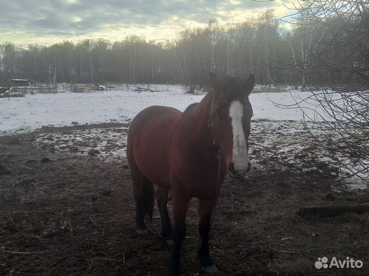 Продам лошадь