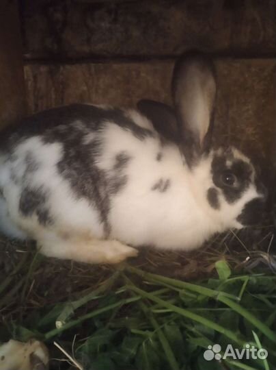 Крольчата