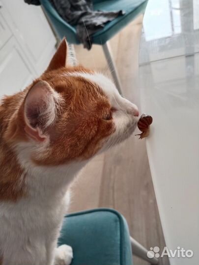 Ахатинские улитки