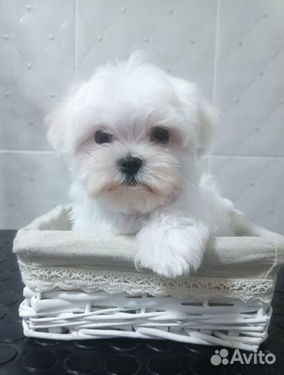 Щенки мальтезе РКФ