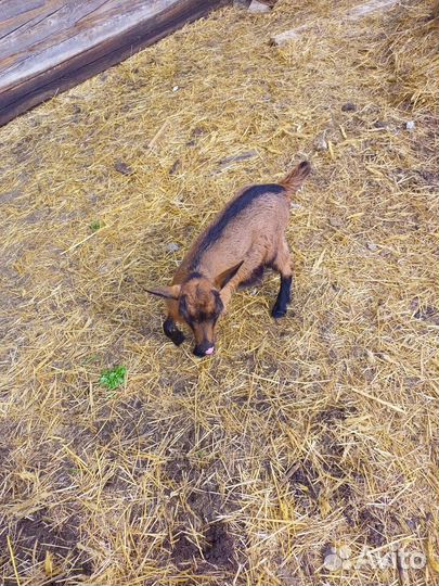 Козлята альпочехи