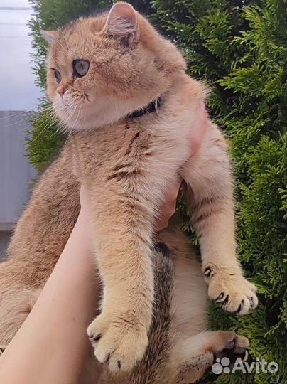 Шотландский кот вязка