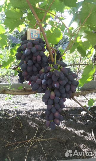 Саженцы и черенки винограда