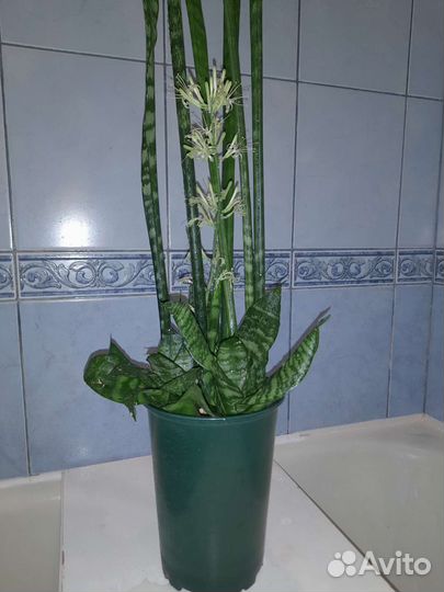 Сансевиерия