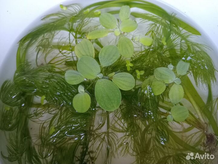 Набор Аквариумных растений