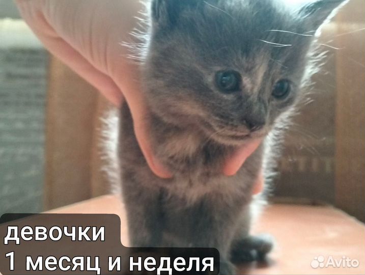 Котята в добрые руки