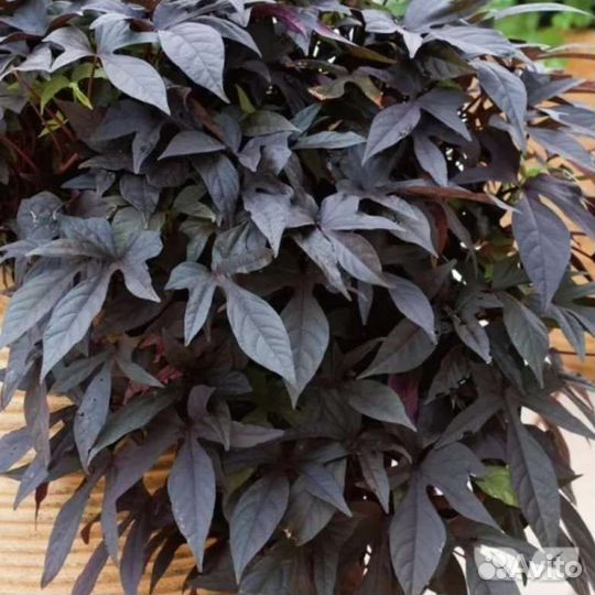 Ипомея батат